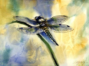 dragonfly in the afternoon